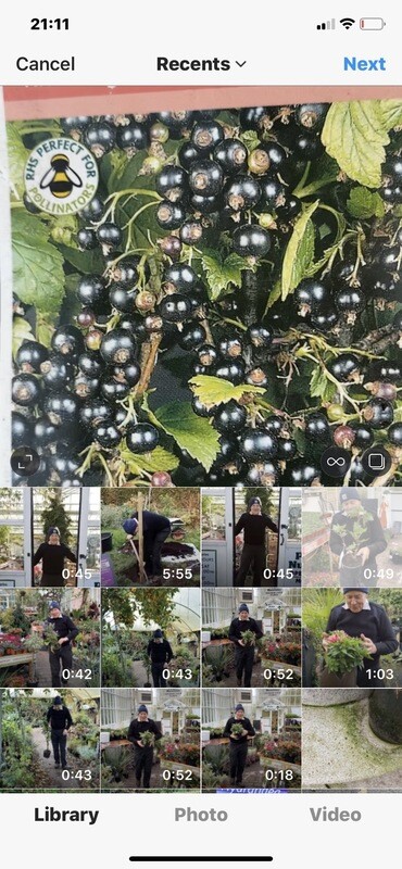 BLACKCURRANT BEN NEVIS is a heavy cropper with large fruit Strong Pot Grown Bushes