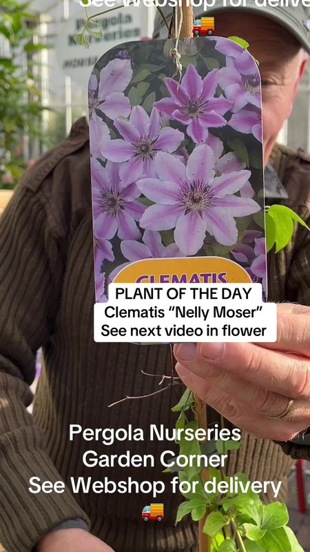 Clematis 'Nelly Moser' Climber for Wall fence or arch . Enormous flowers in late spring and early summer and again in late summer and early autumn. Strong pruned back plants ,ready for planting.