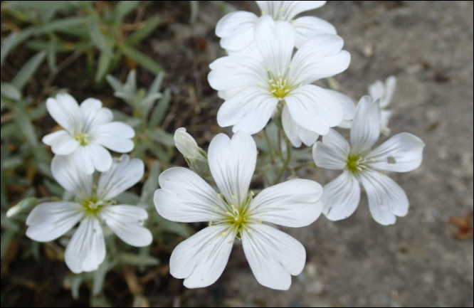 SNOW IN SUMMER xtra strong ..fast growing carpet plant with silver foliage and white flowers .Perfect spreading on banks or spilling over walls and kerbs