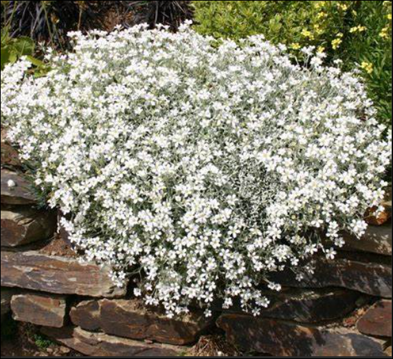 SNOW IN SUMMER xtra strong ..fast growing carpet plant with silver foliage and white flowers .Perfect spreading on banks or spilling over walls and kerbs
