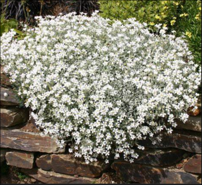 SNOW IN SUMMER xtra strong ..fast growing carpet plant with silver foliage and white flowers .Perfect spreading on banks or spilling over walls and kerbs