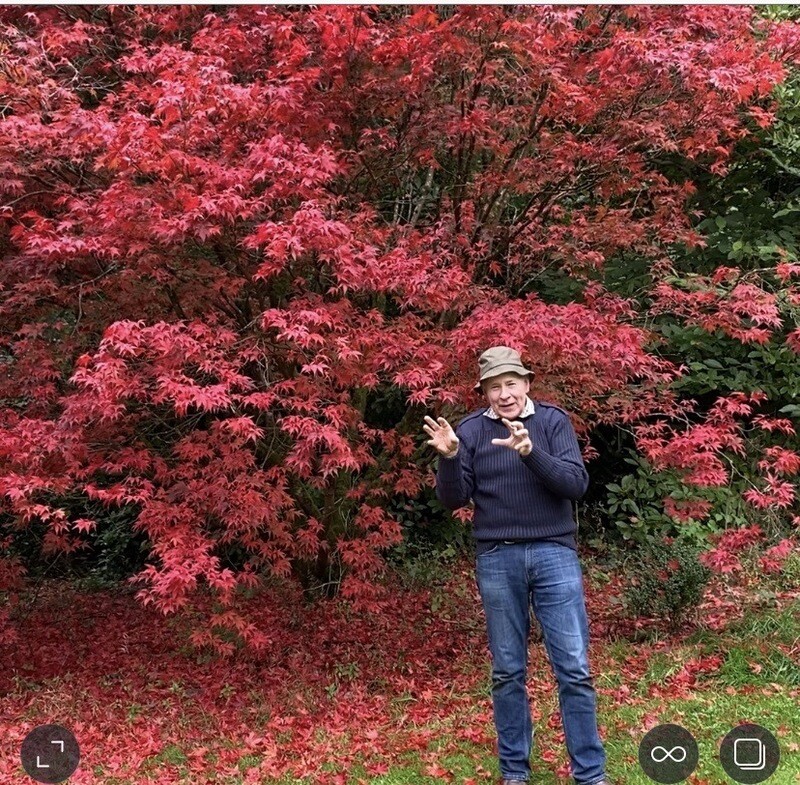 120 Cm Acer Palmatum Atropurpureum PURPLE LEAF JAPANESE MAPLE is a hardy Japanese Maple with purple leaves in summer and a riot of autumn foliage colours! 120 Cm Acer Palmatum Atropurpureum PURPLE LEAF JAPANESE MAPLE is a hardy Japanese Maple with purple leaves in summer and a riot of autumn foliage colours!
