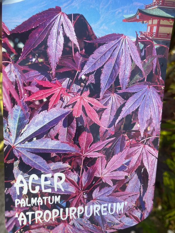 120 Cm Acer Palmatum Atropurpureum PURPLE LEAF JAPANESE MAPLE is a hardy Japanese Maple with purple leaves in summer and a riot of autumn foliage colours!