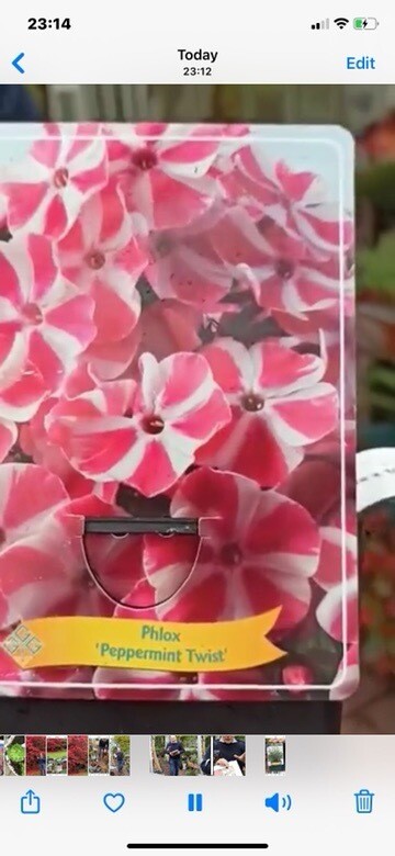 PHLOX PEPPERMINT TWIST is a fragrant perennial  Phlox that flowers on stop from July Until October and lasts for years