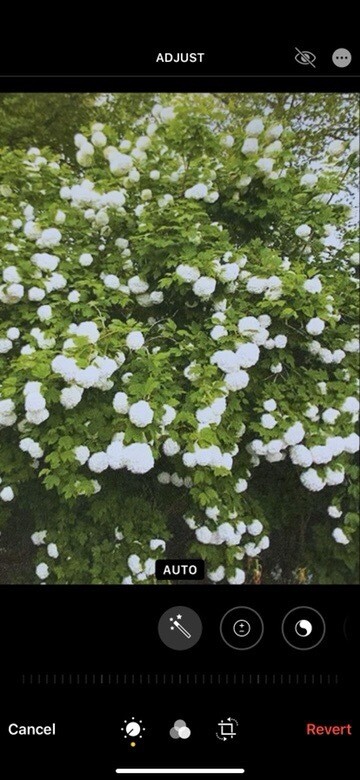 SNOWBALL BUSH easy to grow thrives on neglect Strong Pot Grown plants Well Branched ,Now Is plant time ! Extra large size Don’t expect many flowers until 2nd year