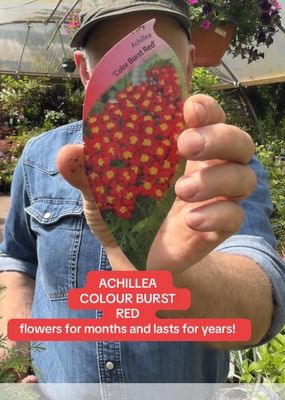 ACHILLEA COLOUR BURST RED a hardy perennial that flowers for months with red flowers over fern like foliage Tough and thrives with little care.