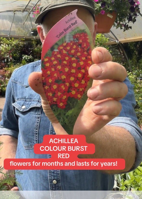 ACHILLEA COLOUR BURST RED a hardy perennial that flowers for months with red flowers over fern like foliage Tough and thrives with little care.
