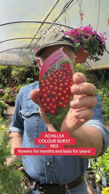 ACHILLEA COLOUR BURST RED a hardy perennial that flowers for months with red flowers over fern like foliage Tough and thrives with little care.