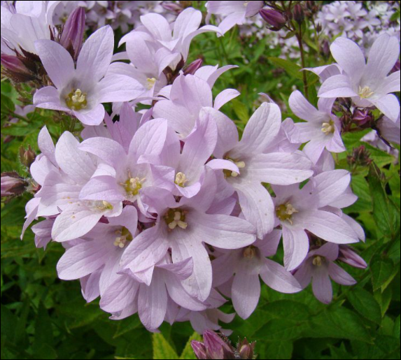 Campanula 'Loddon Anna' ,produces lilac-pink bell shaped flowers, blooming from July to September