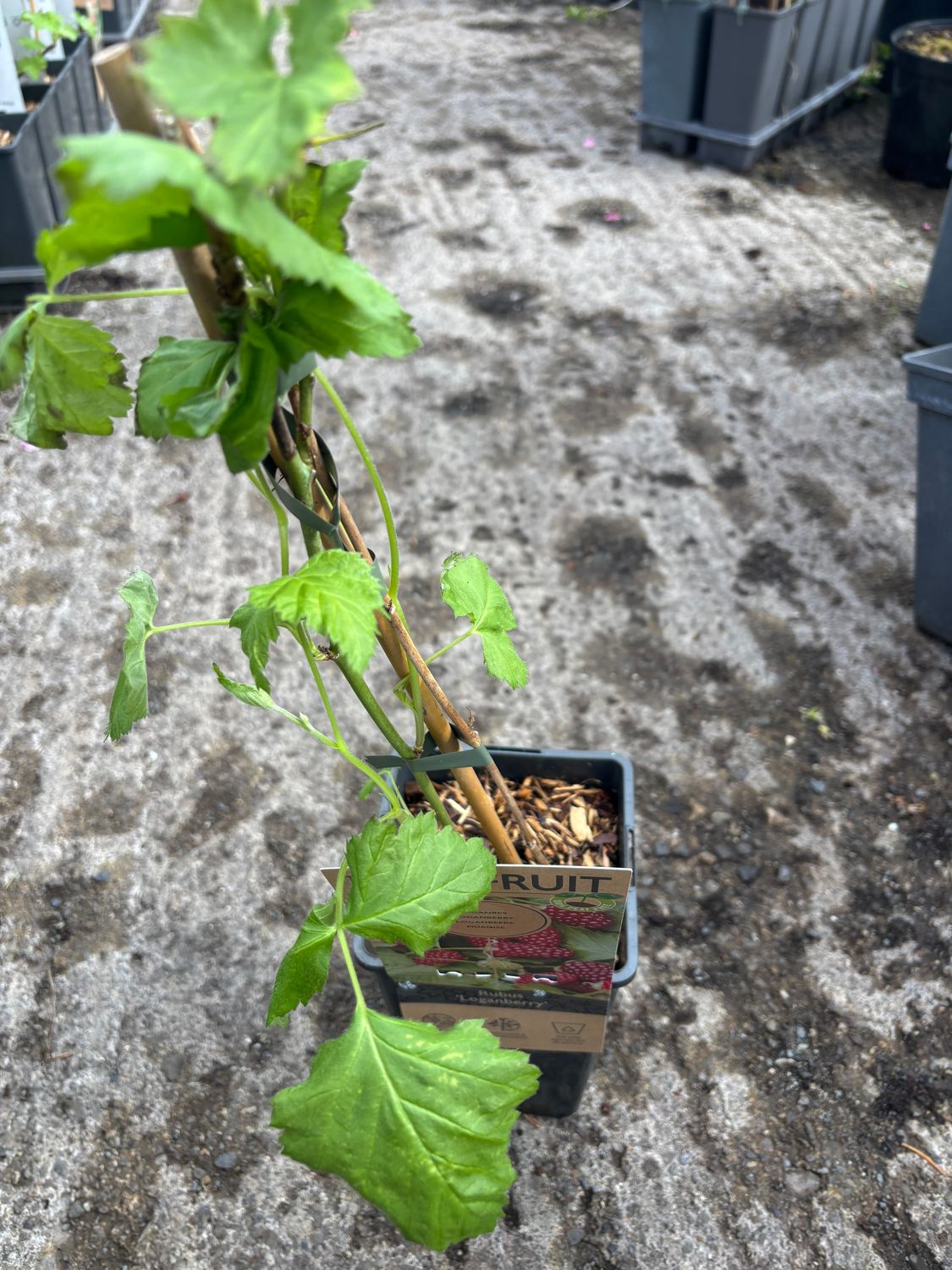 LOGANBERRIES heavy Crops of delicious fruit