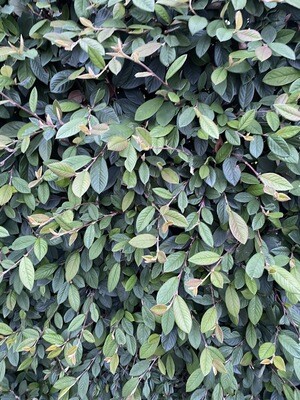 CORAL BERRY hardy evergreen hedge ,white flowers spring and red berries in autumn . Pot grown Plants Plant 3ft (90cm) apart, 5 FREE for every 25 purchased Phone 0868538835 For large quantity DISCOUNT