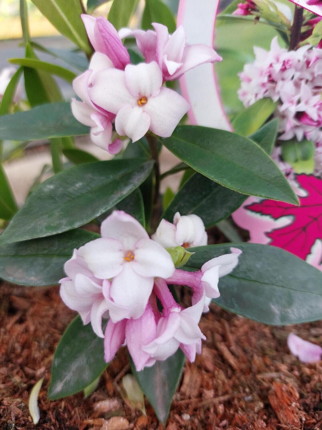 Daphne “Perfume Princess”Flowering from December to April .One of the best fragrant shrubs for flowering in winter/spring. Good In pots or beds .