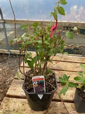 FUCHSIA RICCARTONII Hardy Fuchsia Abundance of flowers 4-5 Cm long Makes an excellent screen or hedge STRONG POT GROWN PLANTS