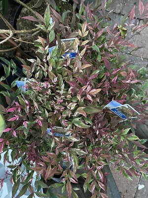 NANDINA RED LIGHT Is a beautiful NEW Sacred Bamboo with A kaleidoscope of foliage colours in  autumn,winter and spring ...It also produces white flowers followed by red berries