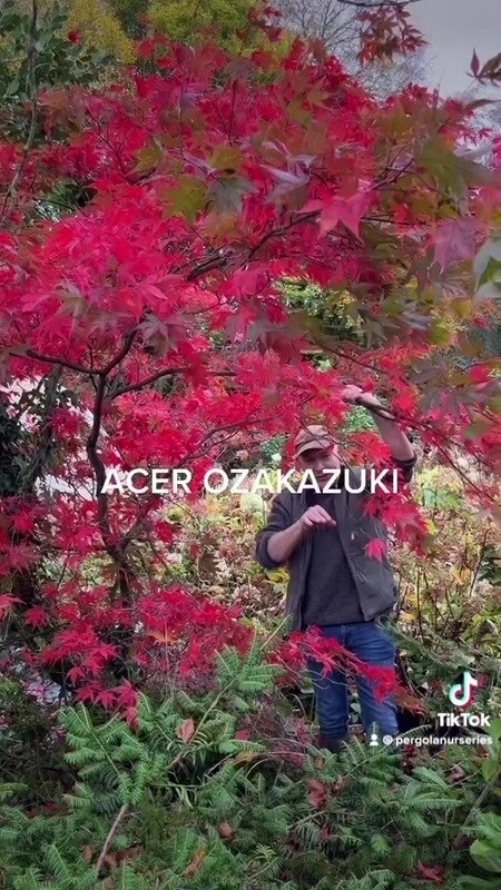 ACER OZAKAZUKI..best Japanese Maple for stunning red autumn foliage. Planting time is from now in pots or beds