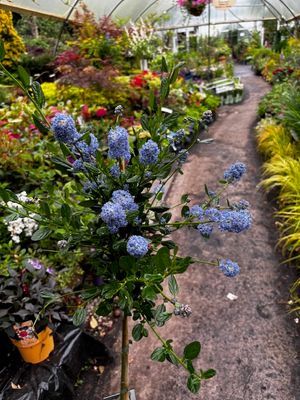 Californian Lilac ,Ceanothus Blue Boy' Dwarf, evergreen tree with powder blue flowers In summer. Likes a sunny and free draining spot. Good in pots or beds