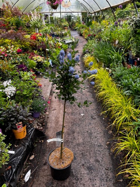 Californian Lilac ,Ceanothus Blue Boy' Dwarf, evergreen tree with powder blue flowers In summer. Likes a sunny and free draining spot. Good in pots or beds