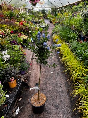 Californian Lilac ,Ceanothus Blue Boy' Dwarf, evergreen tree with powder blue flowers In summer. Likes a sunny and free draining spot. Good in pots or beds Californian Lilac ,Ceanothus Blue Boy' Dwarf, evergreen tree with powder blue flowers In summer. Likes a sunny and free draining spot. Good in pots or beds