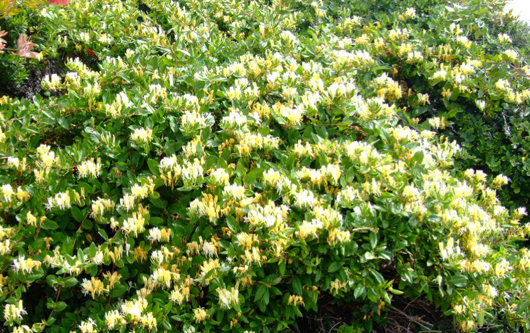 Lonicera Halliana ,Hall's Prolific- Japanese EVERGREEN HONEYSUCKLE ,Fragrant flowers for months . Fast Growing . Perfect to climb on a fence ,wall or arch . Extra strong..Ready for planting