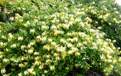 Lonicera Halliana ,Hall's Prolific- Japanese EVERGREEN HONEYSUCKLE ,Fragrant flowers for months . Fast Growing . Perfect to climb on a fence ,wall or arch . Extra strong..Ready for planting