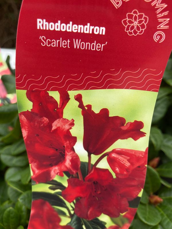 Rhododendron - Scarlet Wonder Red .A hardy dwarf Rhododendron with large red bells. Perfect for pots, beds, and rockeries.