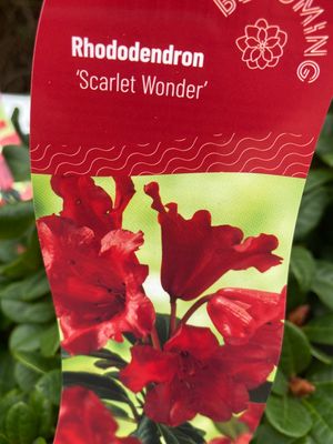 Rhododendron - Scarlet Wonder Red .A hardy dwarf Rhododendron with large red bells. Perfect for pots, beds, and rockeries.
