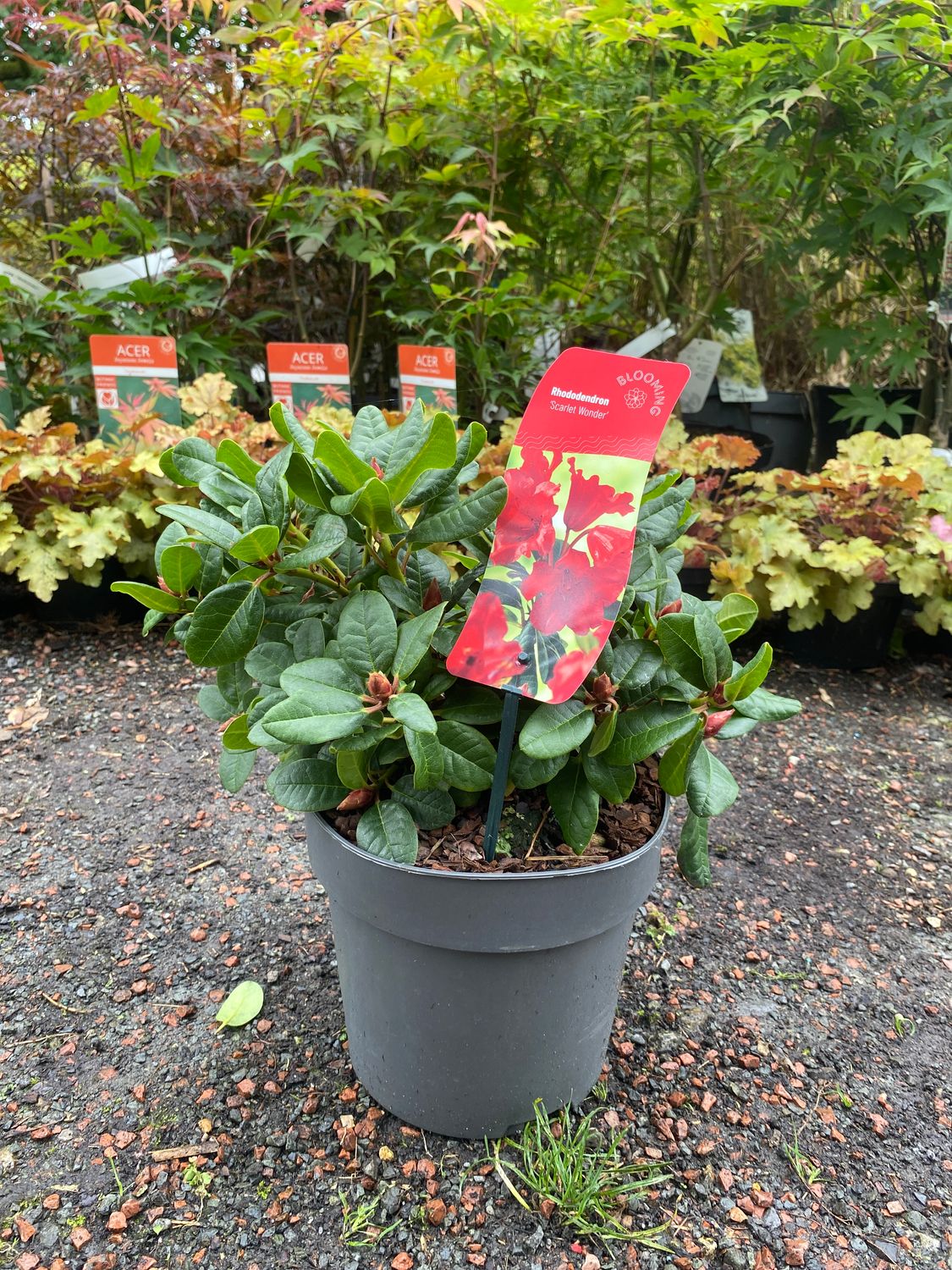 Rhododendron - Scarlet Wonder Red .A hardy dwarf Rhododendron with large red bells. Perfect for pots, beds, and rockeries.