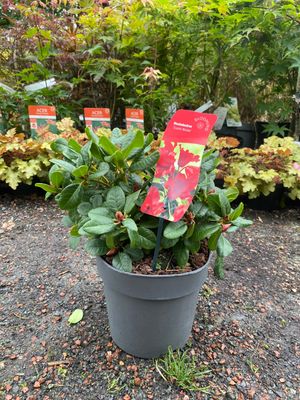 Rhododendron - Scarlet Wonder Red .A hardy dwarf Rhododendron with large red bells. Perfect for pots, beds, and rockeries.