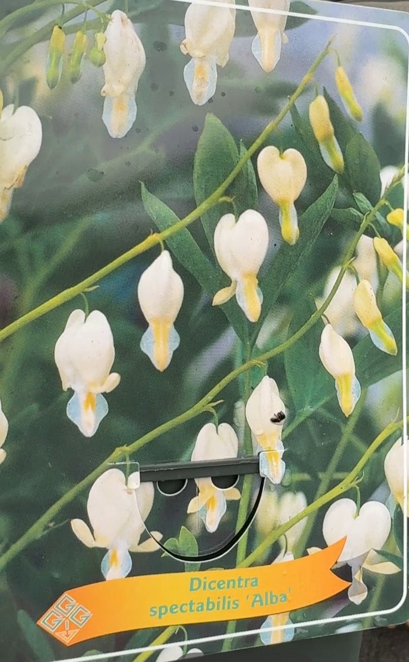 Dicentra Spectabilis Alba is a white Bleeding Heart with heart shaped flowers and fern like foliage . Winter hardy and blasts for years STRONG POT GROWN PLANTS