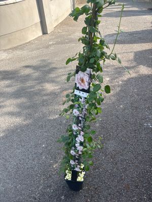 Rose New Dawn ..approximately 175 Cm