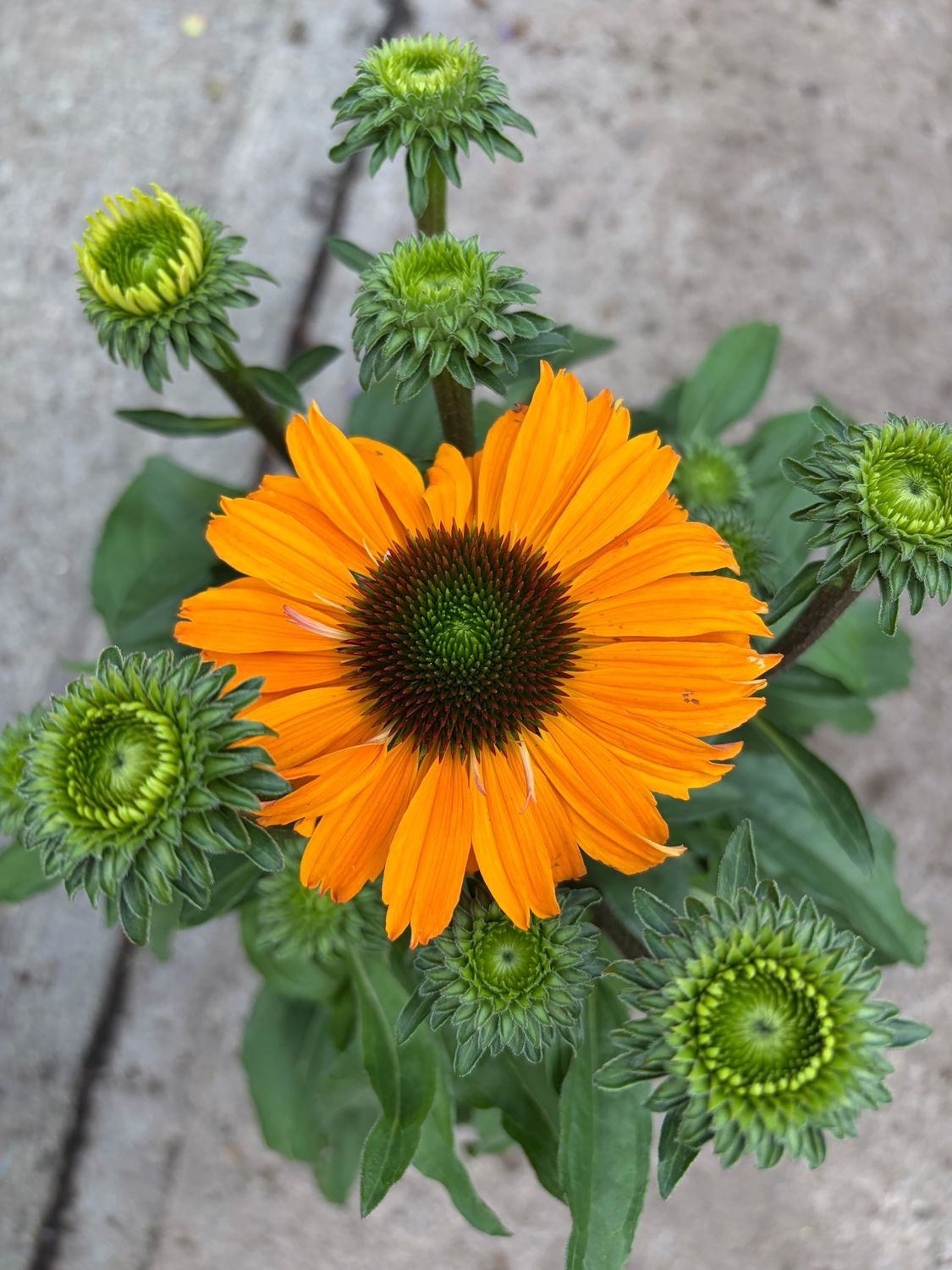 ECHINACEA Mineola a hardy cone flower with deep orange flowers in summer and early autumn. Good in pots or beds .Lasts for years