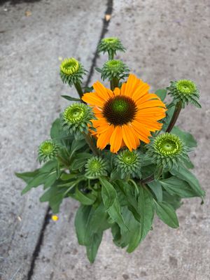 ECHINACEA Mineola a hardy cone flower with deep orange flowers in summer and early autumn. Good in pots or beds .Lasts for years