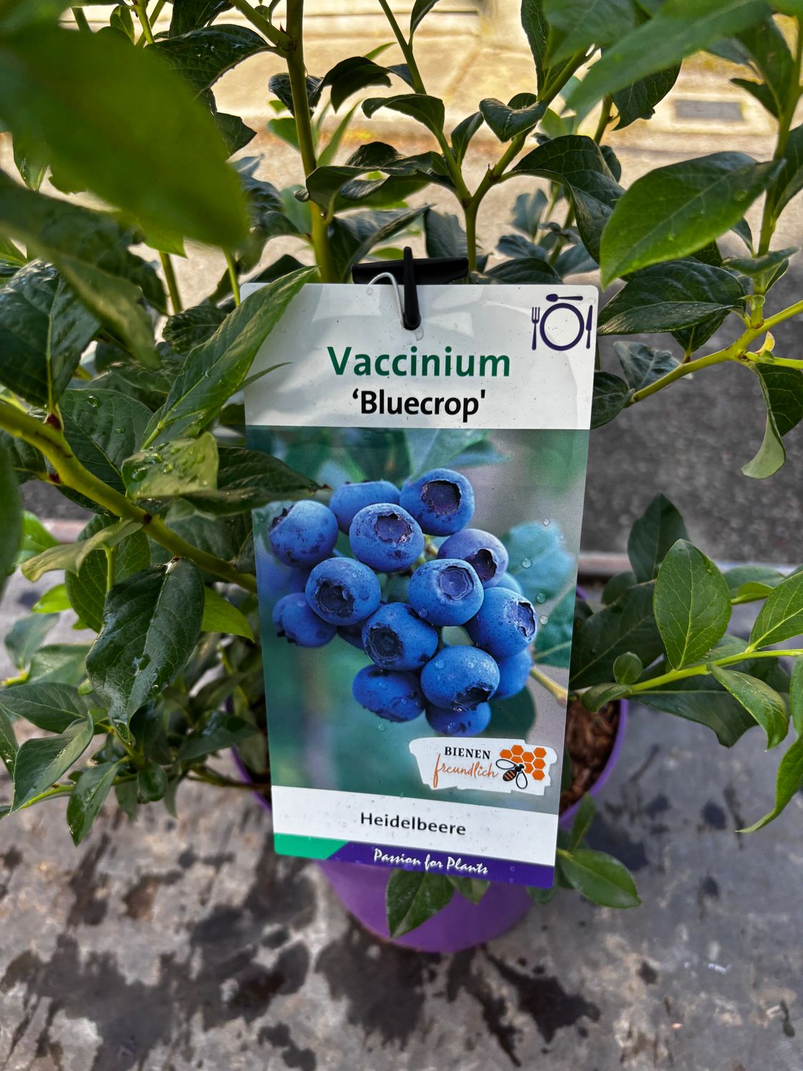 Blueberry 'Bluecrop' is a reliable blueberry with heavy crops of large fruit!