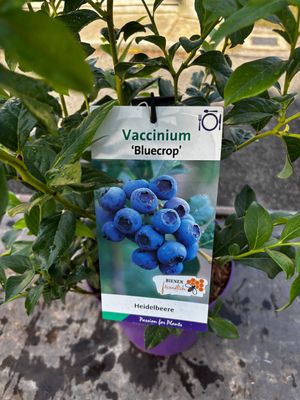 Blueberry 'Bluecrop' is a reliable blueberry with heavy crops of large fruit!