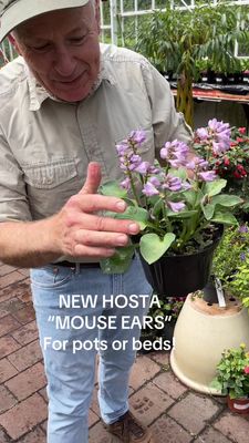 HOSTA BLUE MOUSE EARS
