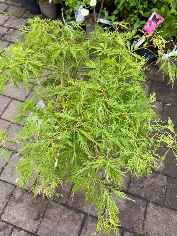 FERN LEAF JAPANESE MAPLE perfect In Pots Or Beds ....leaves fern like ,grows in a mound shape