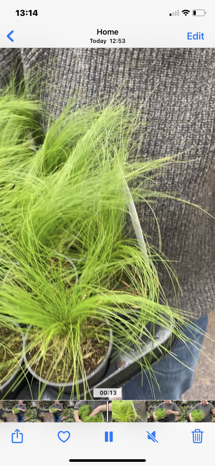 PONY TAIL GRASS ,grows Approx 60 Cm flowers in summer over fresh green foliage,bronze in winter. Creates movement in beds and borders.