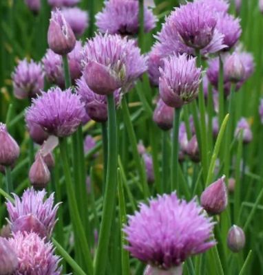 STARO CHIVES lovely for fresh Onion Greens !
