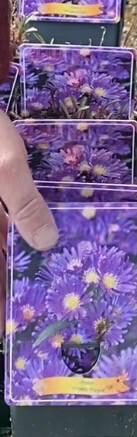 Purple Michaelmas Daisy ..ASTER DEEP PURPLE.hardy perennial for months of Purple Daisy like Flowers,summer /Autumn Strong container grown plants !