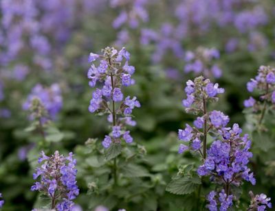 CAT MINT NEPETA -'' PURRSIAN BLUE'' hardy perennial flowers for months and lasts for years Lovely at bed edge or path edge . Winter hardy .STRONG POT GROWN PLANTS
