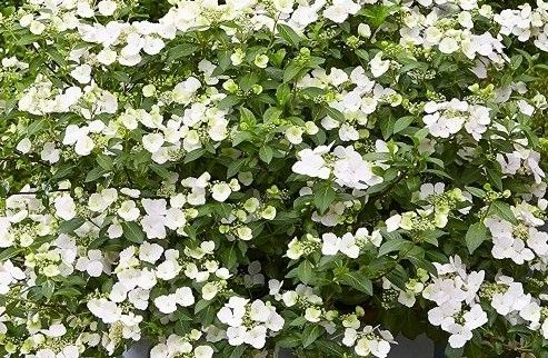 Hydrangea Runaway Bride Flowers from May until October with pure white Lacecap Flowers. Small to medium sized vigorous shrub for pots or beds