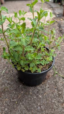Strawberry Mint