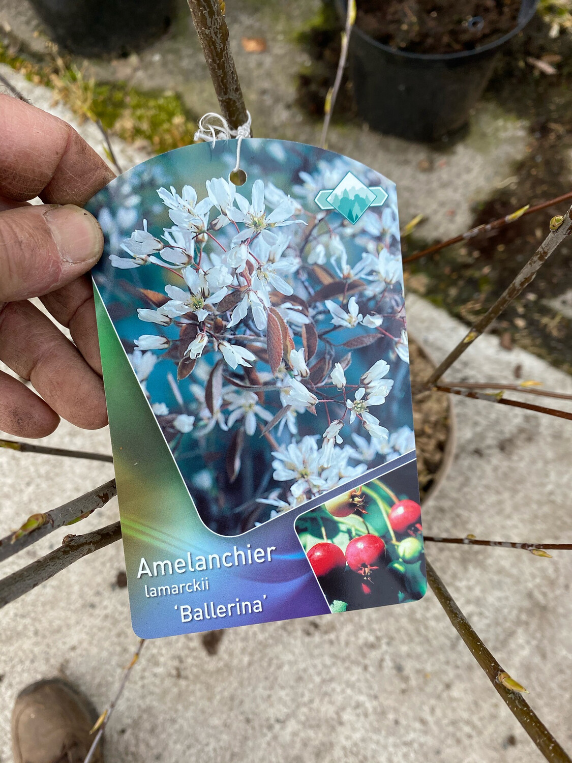 AMELANCHIER MESPIL TREE BALLERINA ,white flowers ,colourful autumn foliage