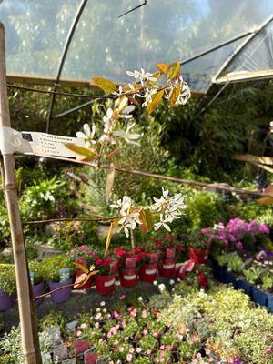 AMELANCHIER MESPIL TREE BALLERINA ,white flowers ,colourful autumn foliage