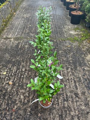 GREEN PRIVET Oval Leaf