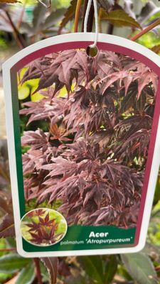 Acer Palmatum Atropurpureum Purple Leaf Japanese Maple