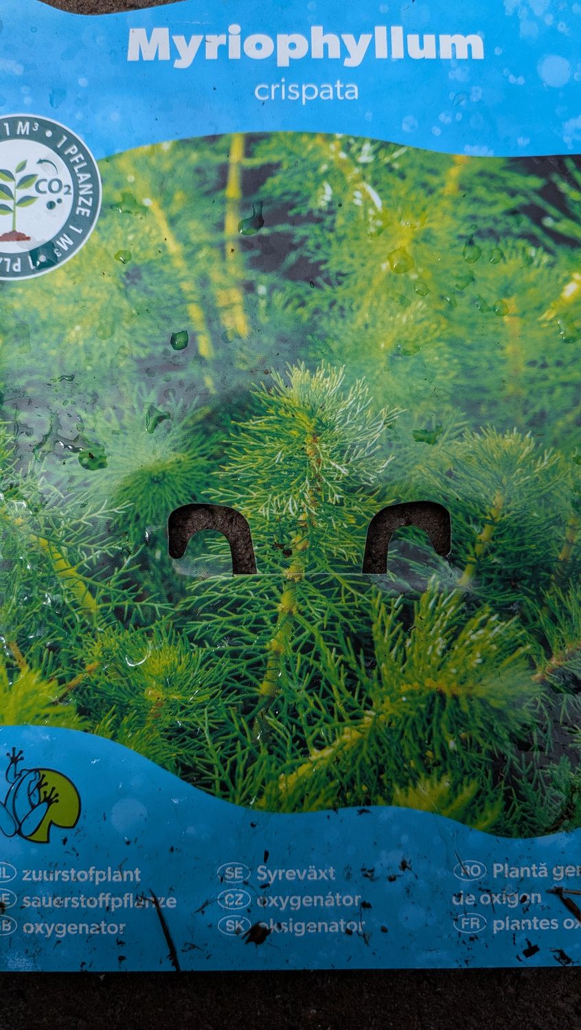 Myriophyllum crispata Oxygenator