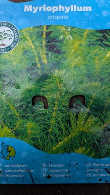 Myriophyllum crispata Oxygenator