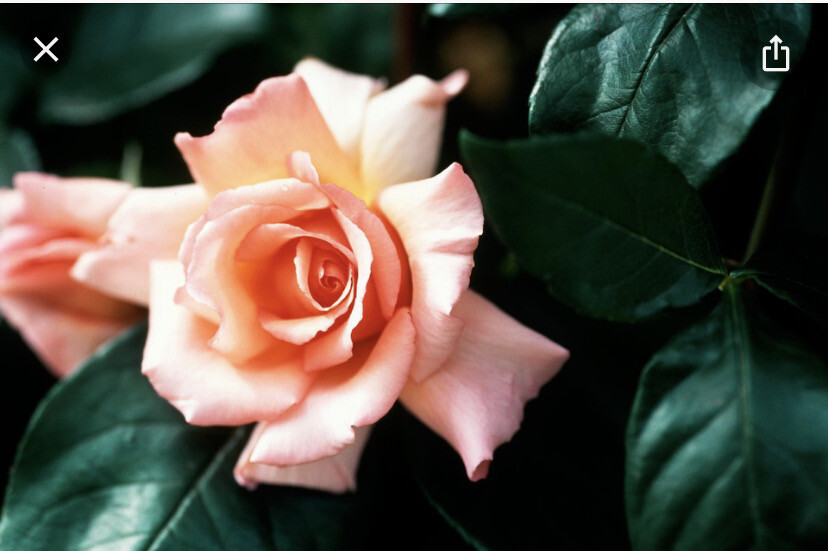 Rose- 'Compassion' Fragrant Climbing Rose