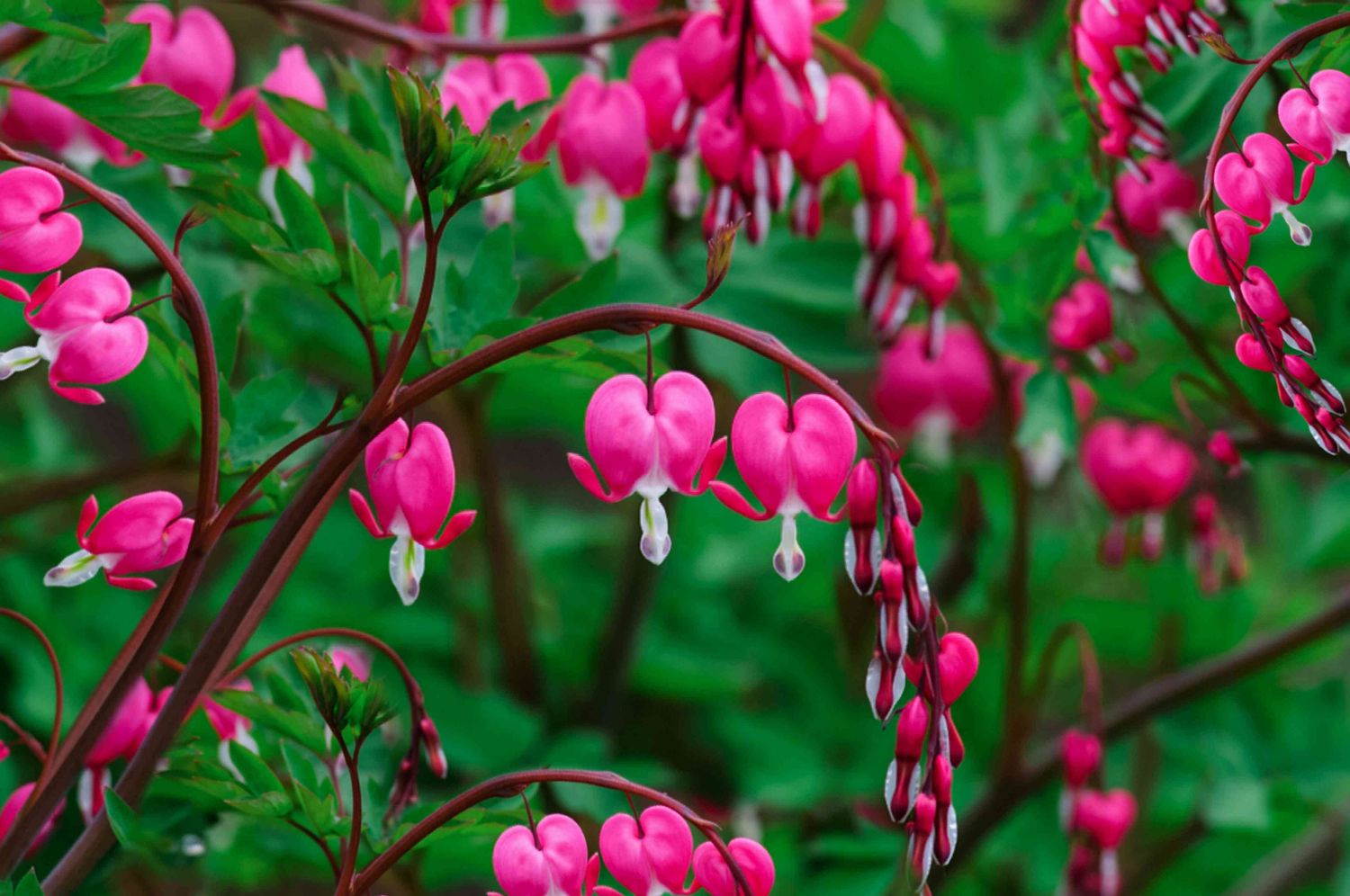 DICENTRA Spectabilis a hardy Bleeding Heart ❤️ Flowers heart shaped for months over fern like foliage Winter Hardy and lasts for years Will be pruned back before delivery.